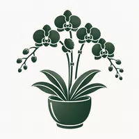 Chậu Lan Hồ Điệp